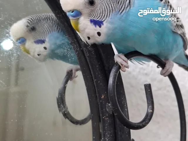 للبيع طيور البادجي اليفات