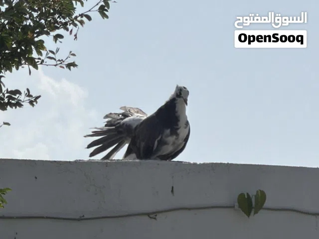 حمام شامسيات ألوان مختلفه