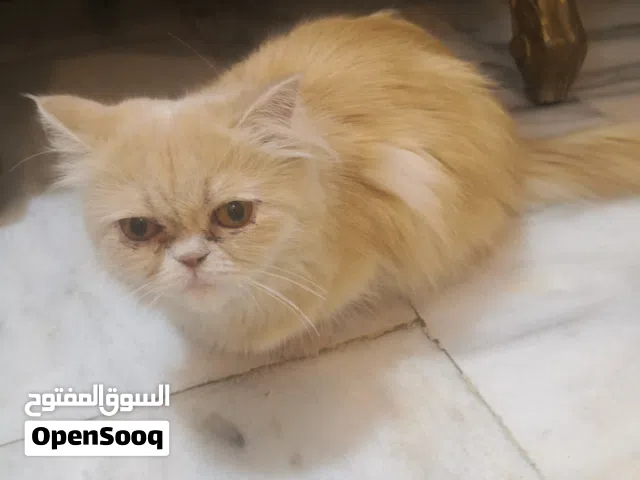 قطة للبيع بسعر 90 الف