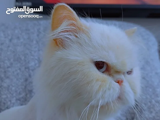 قطة همالايا للبيع