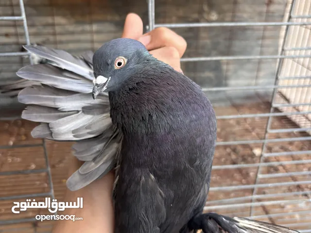 حمام هزاز كوبيه الله يبارك