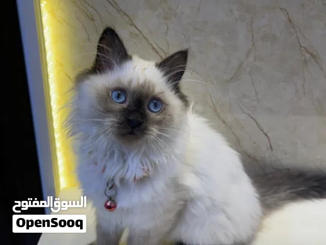 قطة أليفة  من فئة الهيمالايا
