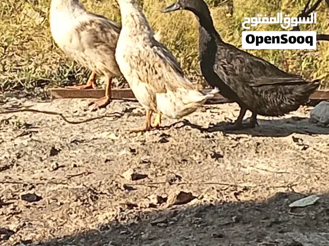 بط ذكر واناثي ثنتين