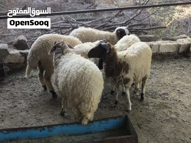 تلات خرفان تلات فطايم