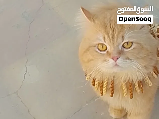 قط ذكر غير معقم