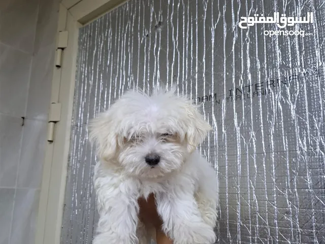 كلب جراوي