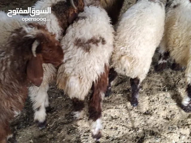 للبيع اغنام سوري واشفالي