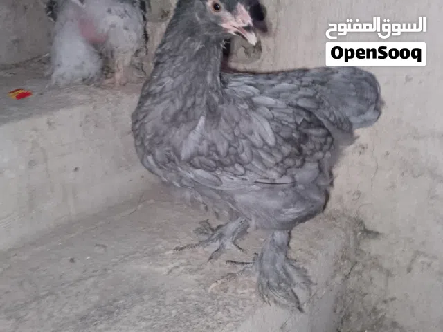 موجود فرختين براهما عمر 3 شهور للبيع موجودات في الكوره