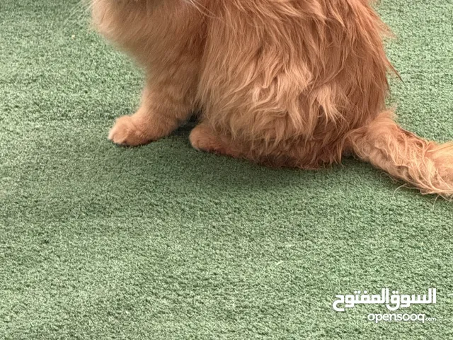 تبني ماعرف نوعها قطو بيت