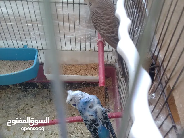 اللبيع 3جواز حب اللبيع اربد دوار صحاره مع 3كواخ وقفص 3معالف
