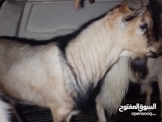 تيس البينو اصلي اصلي