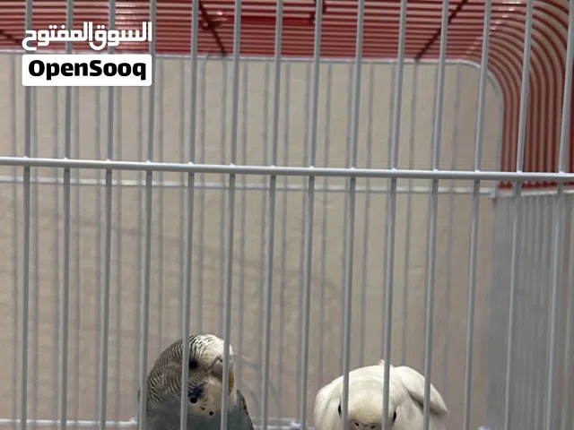 طيور الحب لون ابيض وازرق توهم جداد ما طولوا عندي  متوفر الاثنينه  مع الاكل والقفص والطيور 10دك