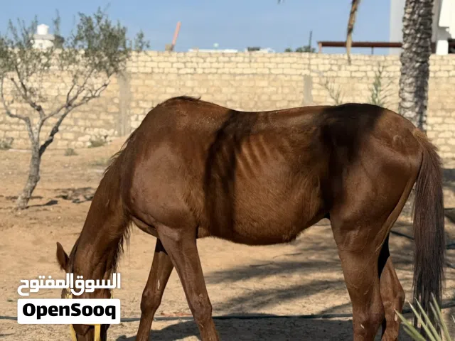 للتبديل حصان ربي يبارك مليحه  انقليزي  دمه 87 طايب سرج وسيله بوه بغداد للتبديل بي نعاج أو خرفان