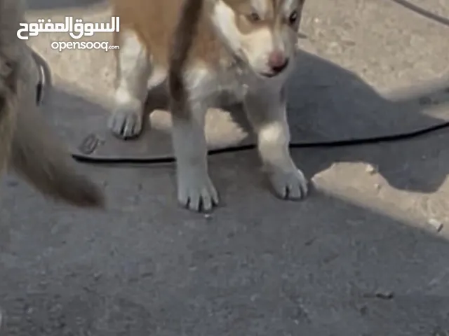 كلب هاسكي للبيع