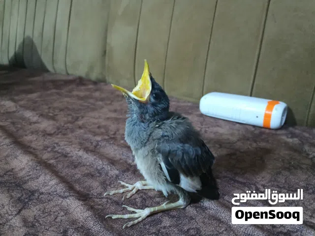 مينا صغيره الي يريدها يتواصل واتساب