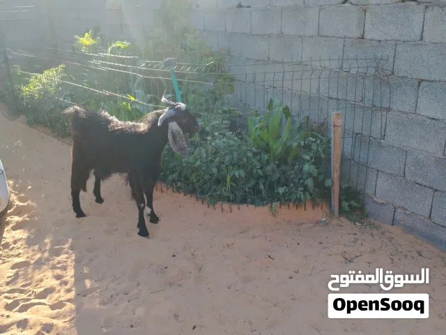 جدي هجين ربي يبارك