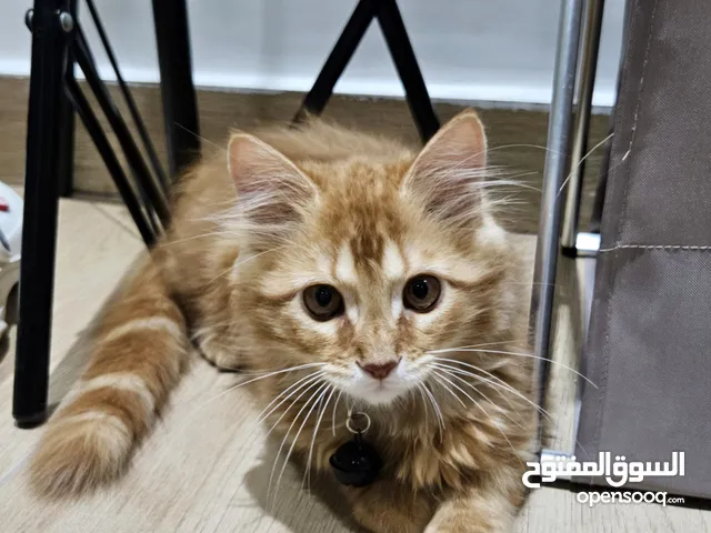 قط شيرازي لطيف عقيم