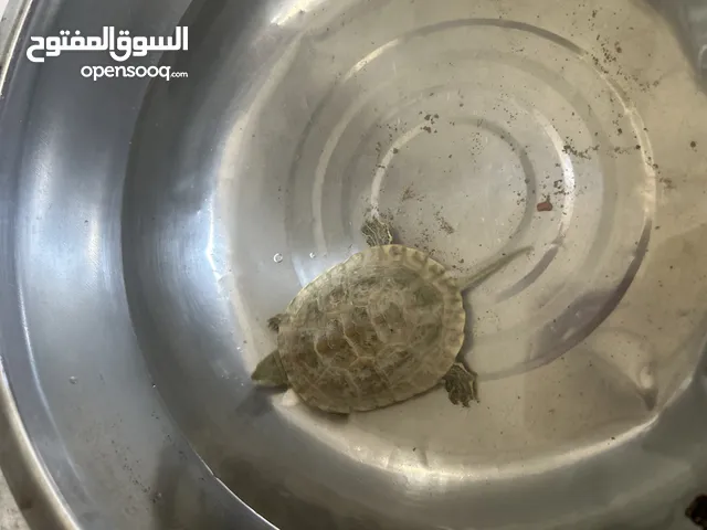 سلحفاه أليفه للبيع