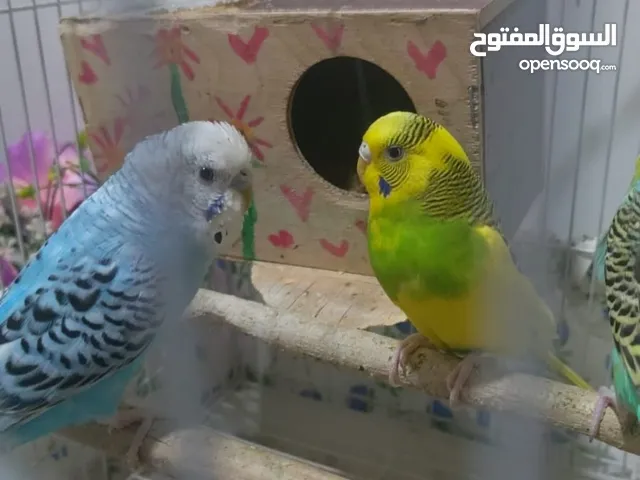 Couple parrots ( one year old ) blue and yellow