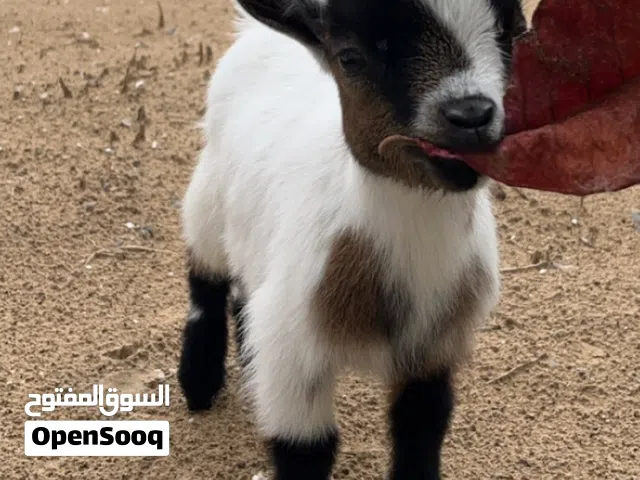 ماعز قزم بلجيكي