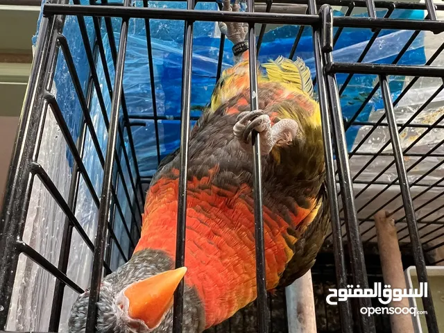 lory bird with lovely color and nice voice
