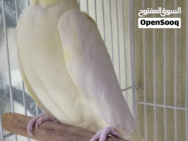 ذكر منتج أليف و انهمل