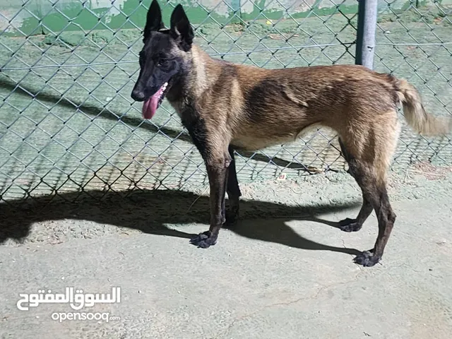 كلب بلجم للبيع