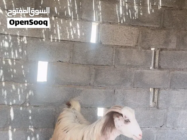 جدي مخصاي سمين ما شاء الله