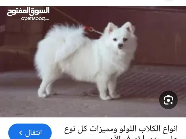 كلب لولو فوكس العمر سنه صحته ممتازه للبيع في اربد