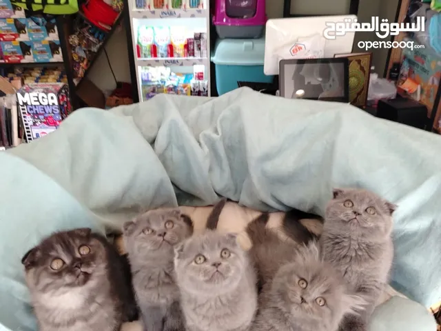 متوفر قطط سكوتش فولد بلوت مستوى عالي جدا