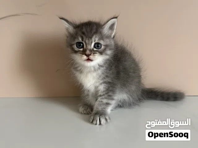 قطط شيرازي