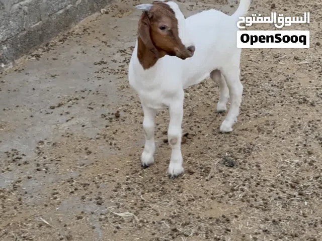 تيس بورقوت للبيع