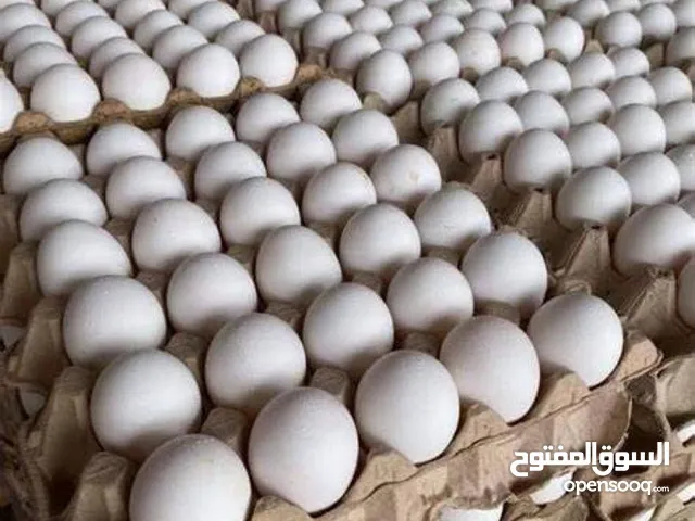 للبيع بيص عماني مال الدار
