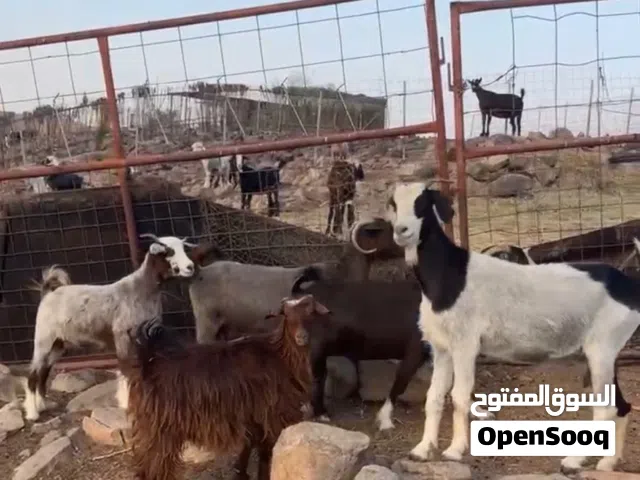 غنم للتربيه او ذبايح اقرا الوصف