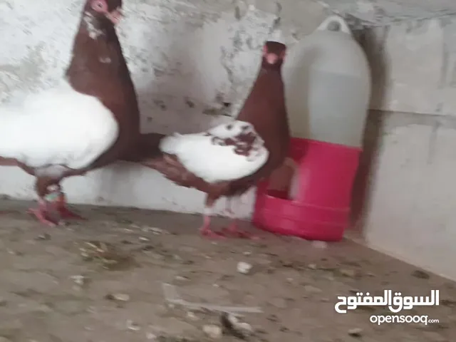 جوز مزهورات للبيع