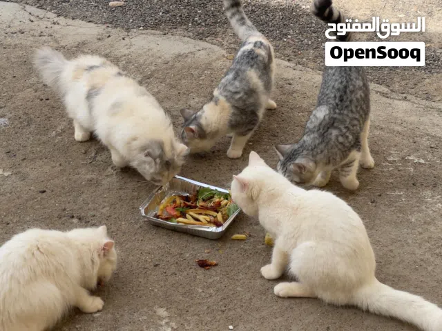 ققط بالمجان.. اعلان جديد