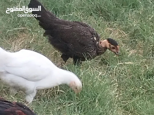 السلام عليكم عندي للبيع ابو ركيبه وثاني بدون ركيبه