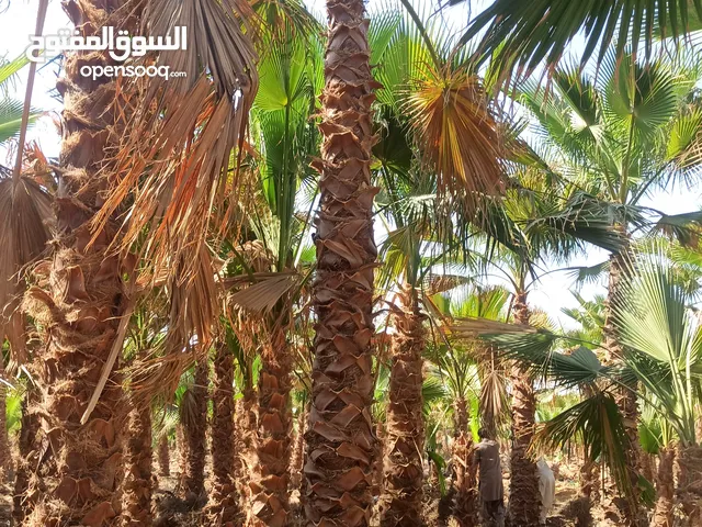 نخل واشنطن زينه