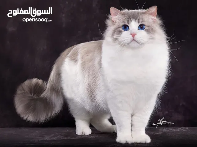 Wanted ragdoll