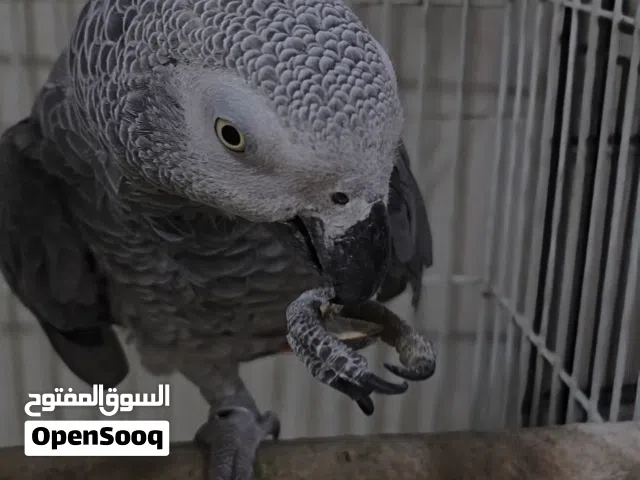 ببغاء كاسكو