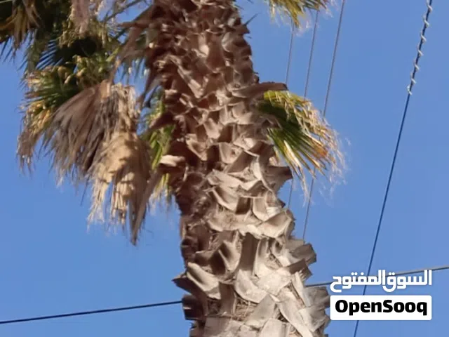 شجرتين نخيل واحدة " 6 متر " والأخرى " 5.5 متر "