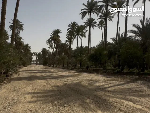 بستان للبيع مساحة 2 ونم موقع بغداد قرب جزيرة سياحيه