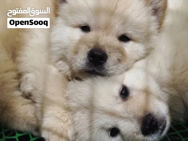 الاسد الصيني تشاوتشاو كريمي .ذكر .جميع اللقاحات