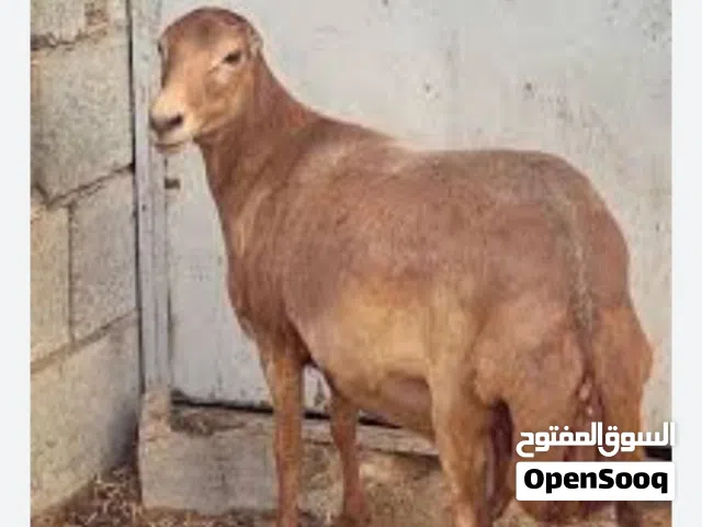 أبحث نفس نوع هاذي الجاعدة يكون معها تؤم