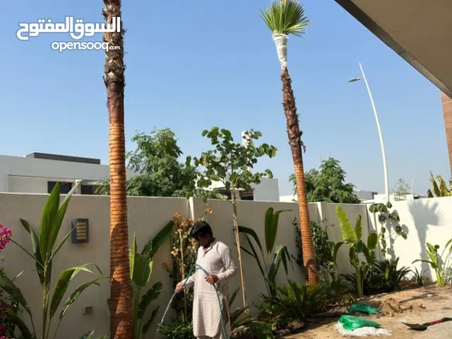 Washingtonia palm trees for Sale