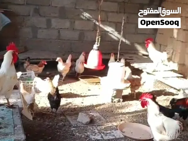 دجاج عماني بياص ويوجد دجاج عمر اربعه شهور