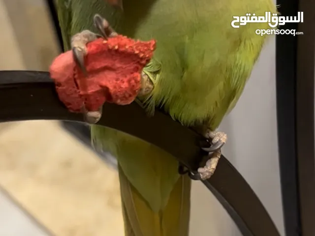 بغبغاء بيبي متوه