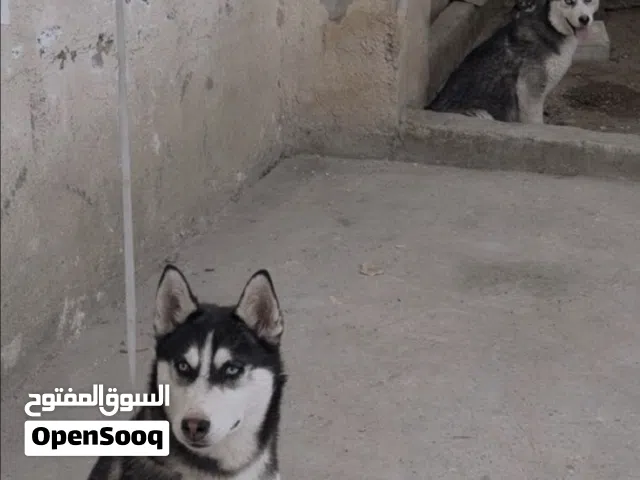 ذكر وانثى عيون زرق كرستال العمر شهرين ونص ماخد مطاعيم حبة الدودة والثماني والخماسي دفتر المطاعيم ضاع