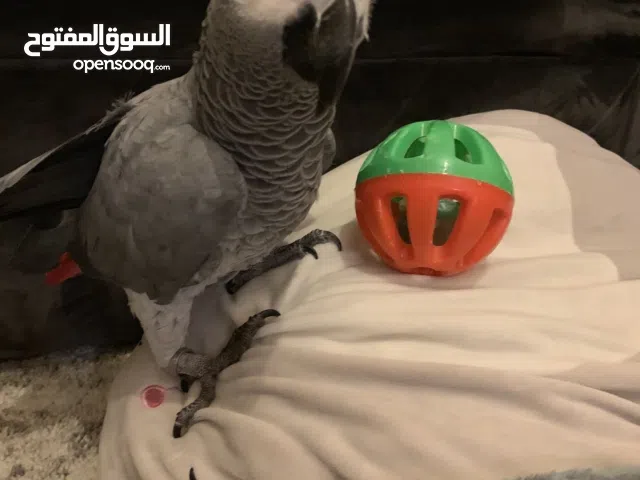 ببغاء فرخ كاسكو مدرب هدد داخلي اقرا الوصف