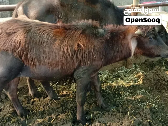 جواميس صغار للبيع – يصلحن للذبح او التربيه